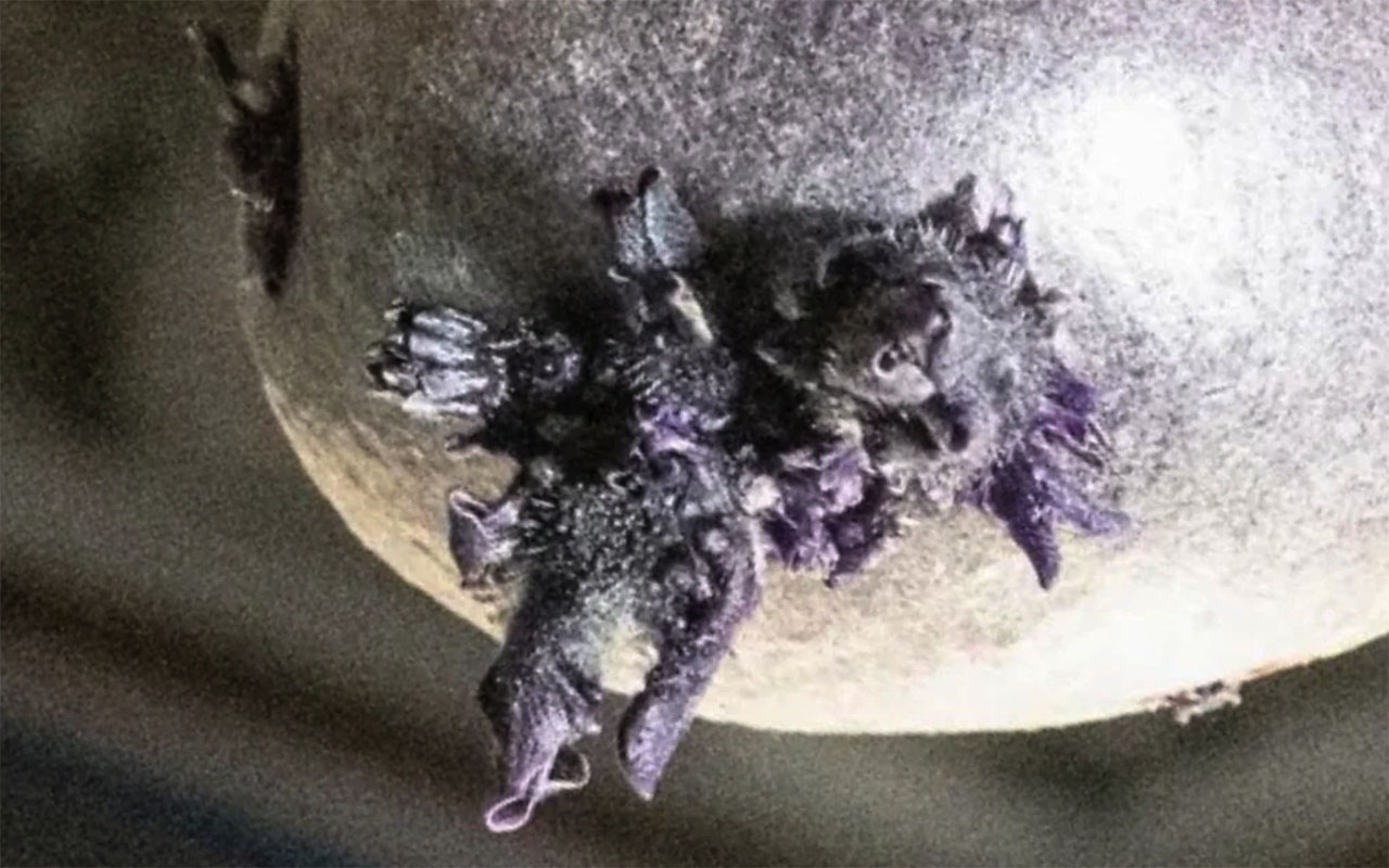 Фото: @astro_pettit