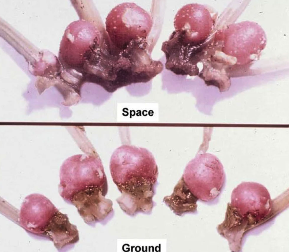 Фото: Raymond Wheeler,&nbsp;Advances in Potato Chemistry and Technology, 2009