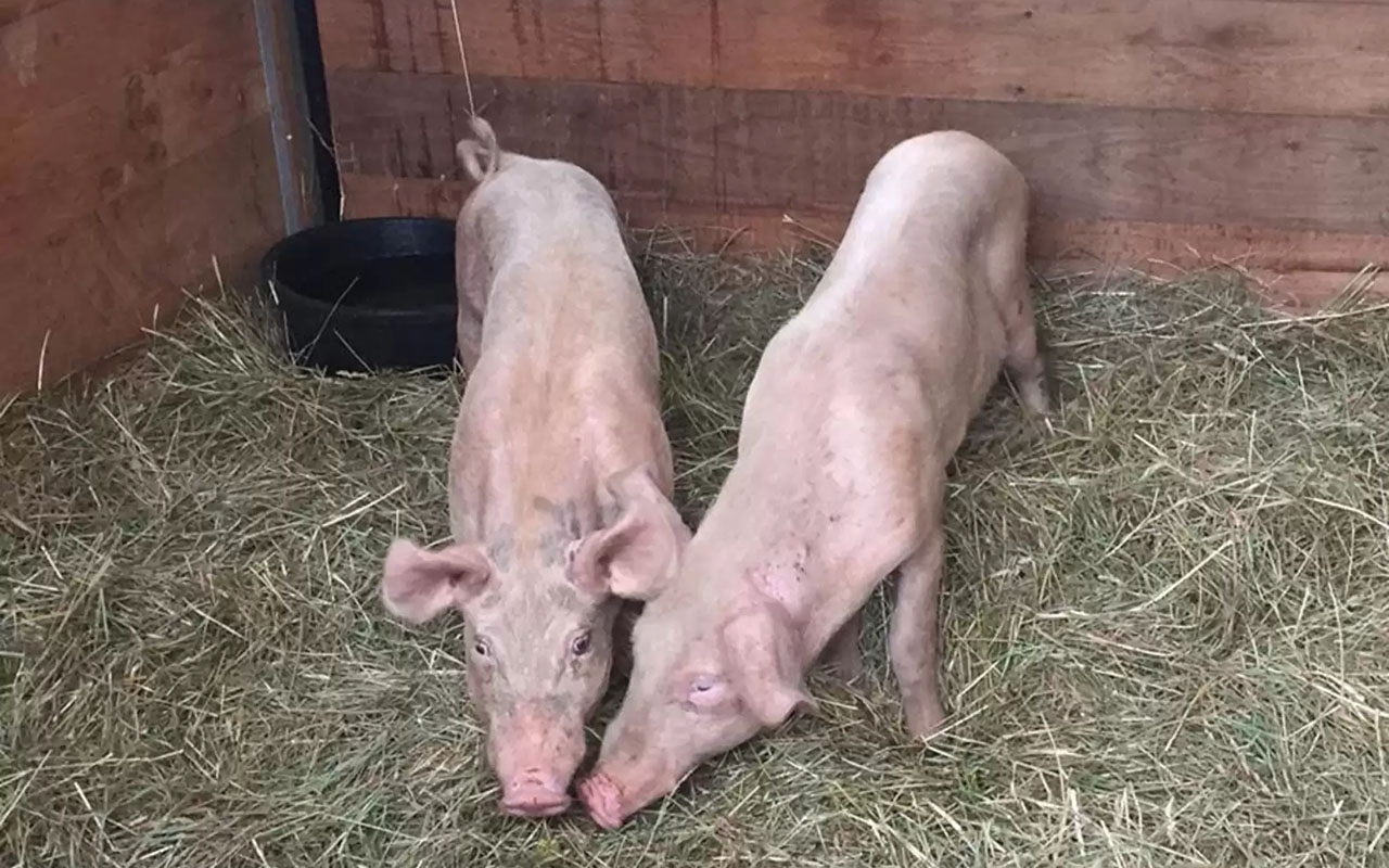 Фото: кадр из видео @gentlebarn