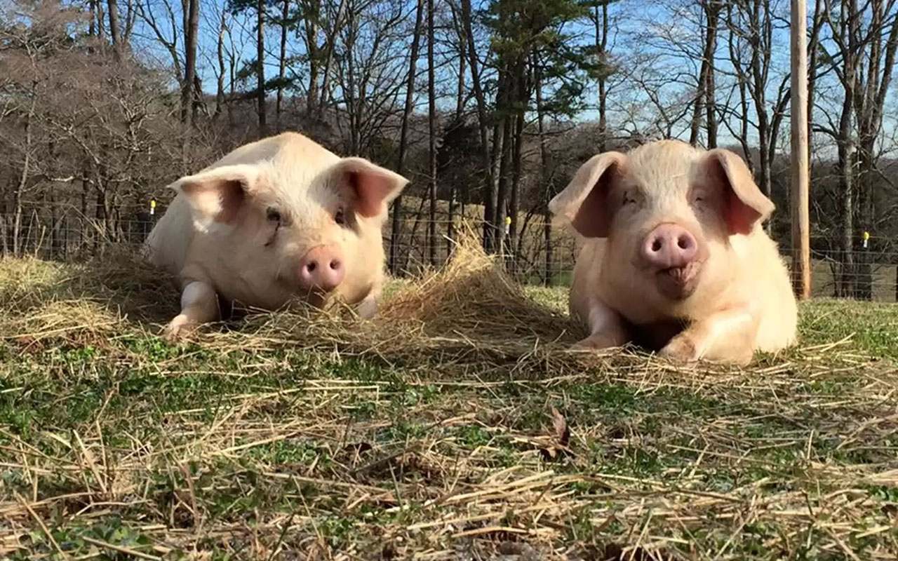 Фото: кадр из видео @gentlebarn