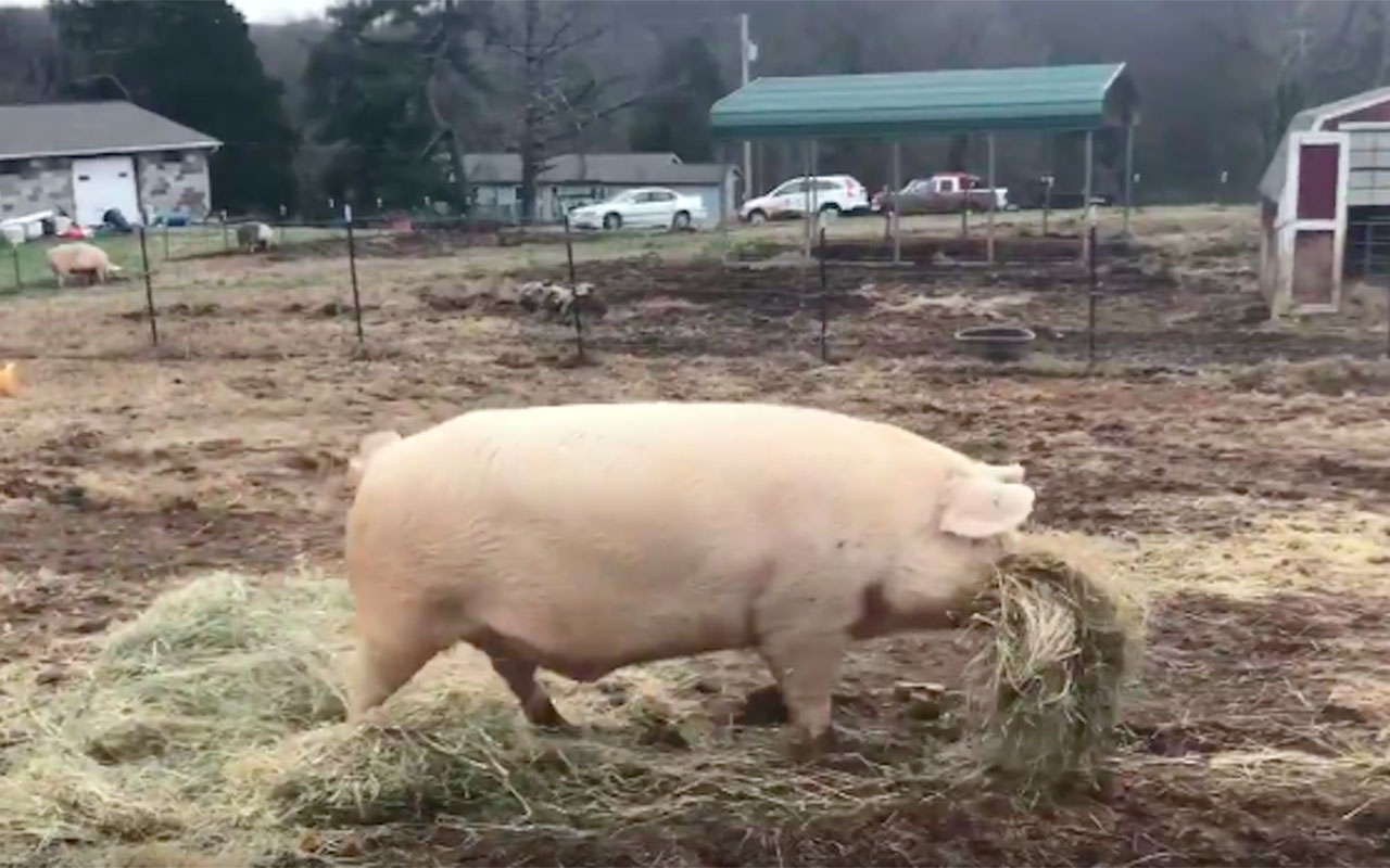 Фото: кадр из видео @gentlebarn