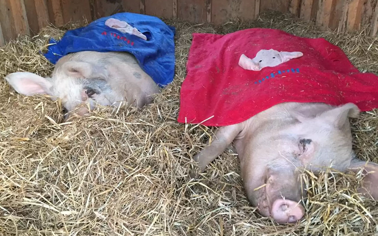 Фото: кадр из видео @gentlebarn