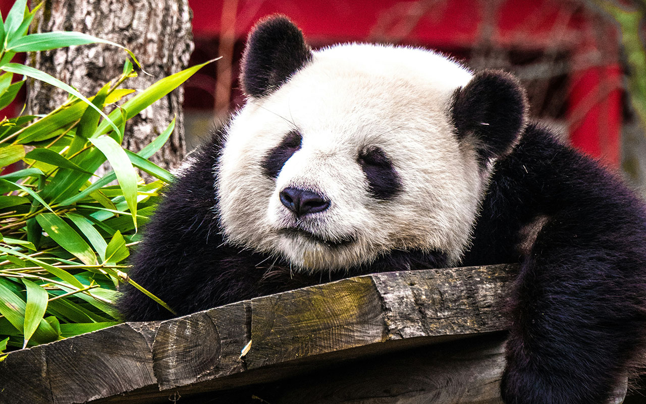 Ученые удивлены, как панды выжили в дикой природе. Они неуклюжие и постоянно падают отовсюду