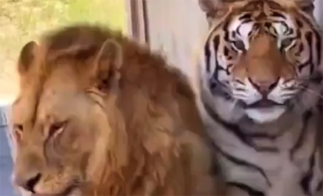 Фото: кадр из видео @Additional_Berry_977/Reddit