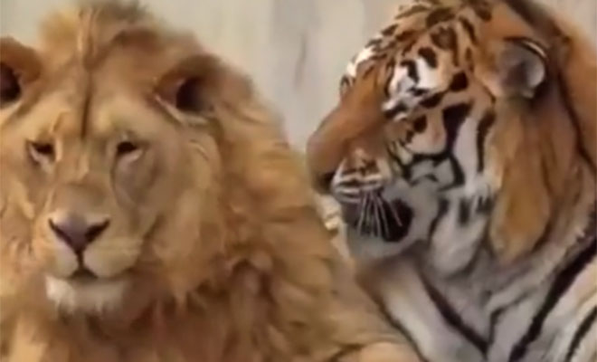 Фото: кадр из видео @Additional_Berry_977/Reddit