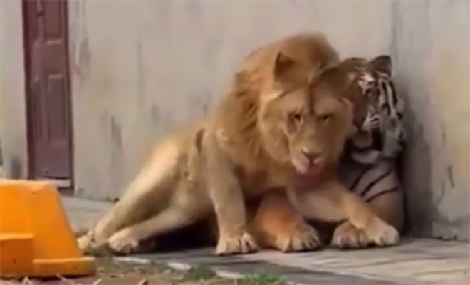 Фото: кадр из видео @Additional_Berry_977/Reddit