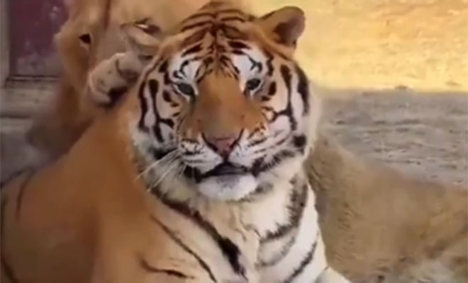 Фото: кадр из видео @Additional_Berry_977/Reddit