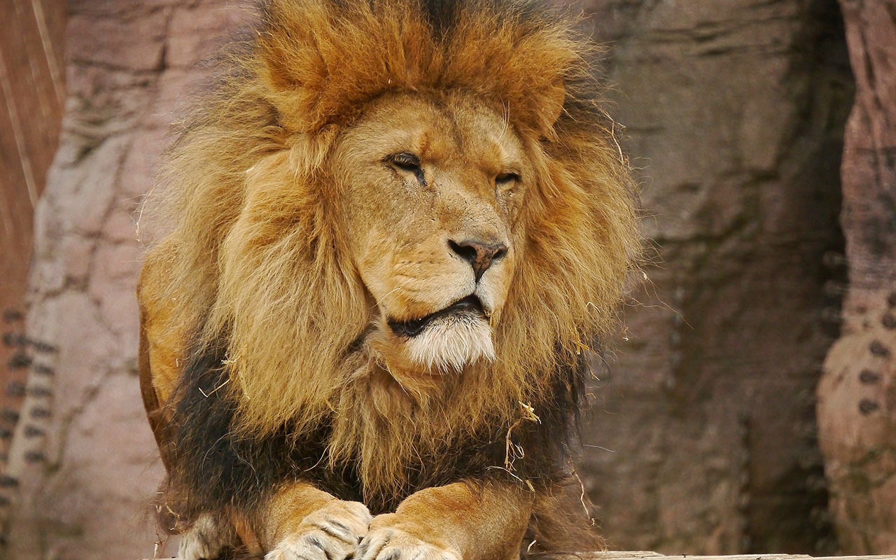 Лев достал тигра в зоопарке: видео, где тигр уже пожалел о соседе-экстраверте