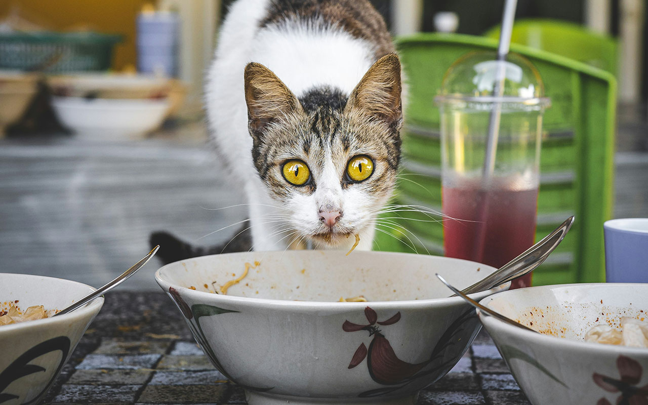 Японцы выяснили, почему кошки не доедают корм в миске