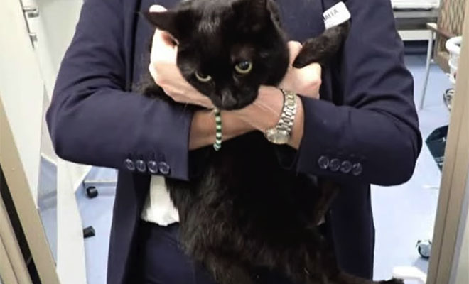 Фото: кадр из видео @CruiseRadio