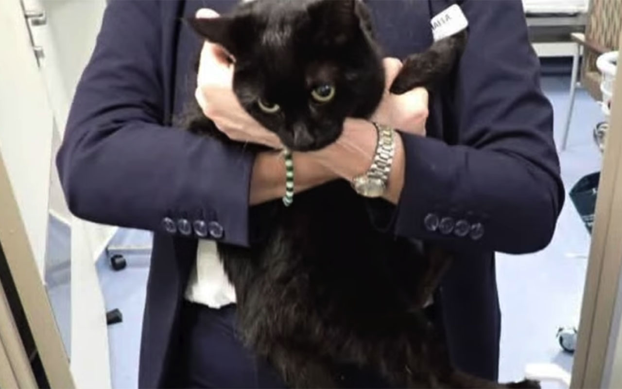 Мужчина с кошкой несколько дней дрейфовали в море. Их заметил и спас круизный лайнер