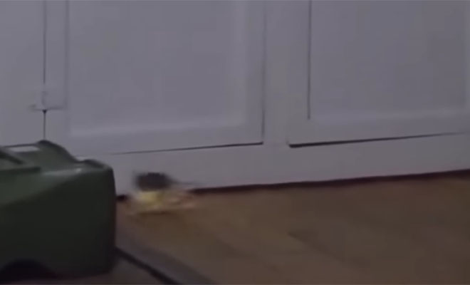 Фото: кадр из видео @AmazingTop5