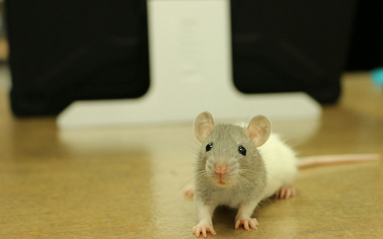 Мужчина хотел поймать мышь, но грызун утащил мышеловку на его глазах. Видео