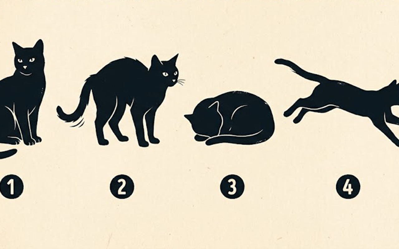 Тест личности по картинке: выберите кошку и поймите, что нужно изменить для удачи и счастья