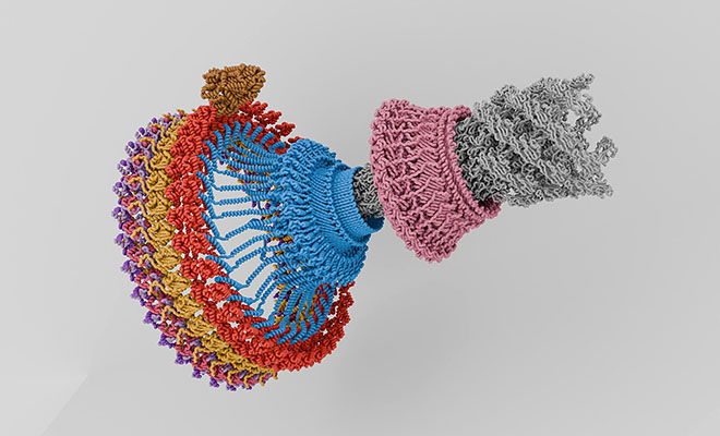 Фото: ISSN 1001-0602/Nature