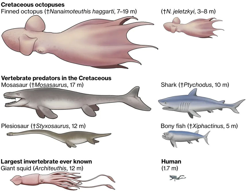 Фото: Yohei Utsuki, Department of Earth and Planetary Sciences, Hokkaido University, , общественное достояние