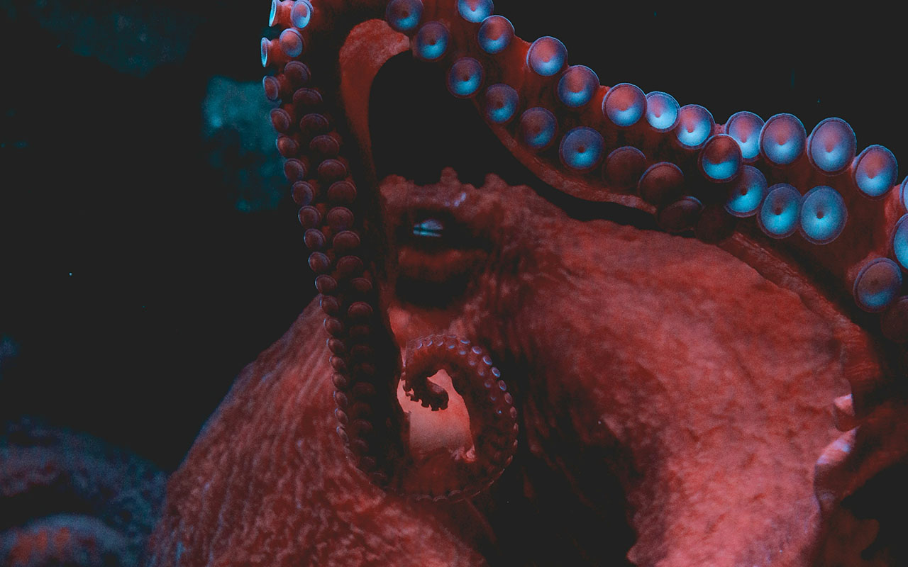 Настоящий кракен. 19-метровые осьминоги владели морями 100 миллионов лет назад