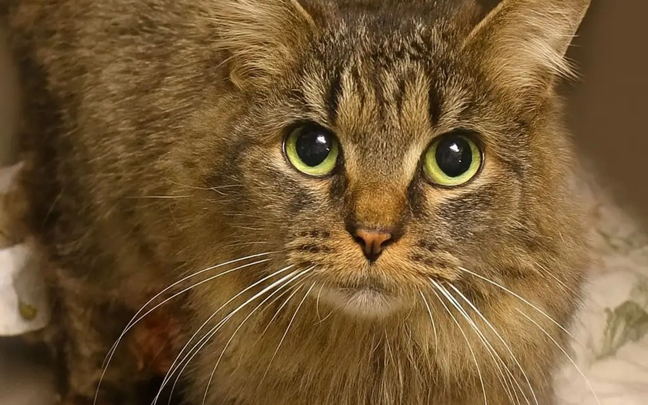 Фото: социальные сети приюта для животных Ave Humane Society