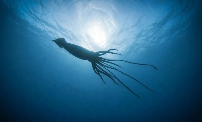 Гигантский кальмар Architeuthis dux. Фото: Curtin University