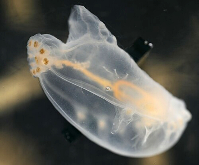 Elpidiidae. Фото: Fisheries and Oceans Canada / inaturalist