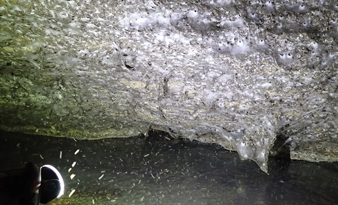 Фото: . Urak et al. / Subterranean Biology / 2025 (CC BY 4.0)