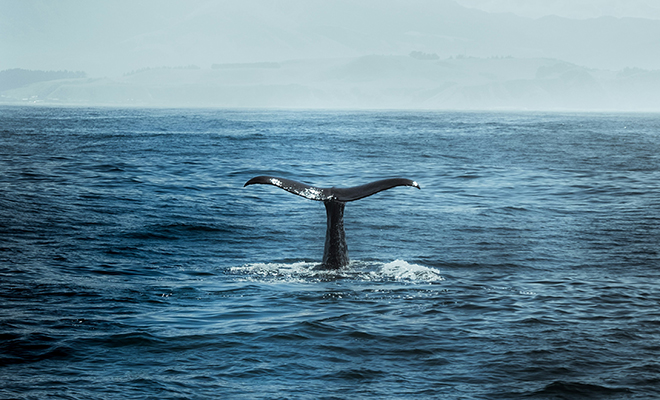 Фото: Unsplash