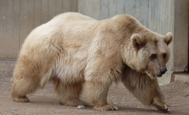 Фото: кадр из видео @rhinosaurus456