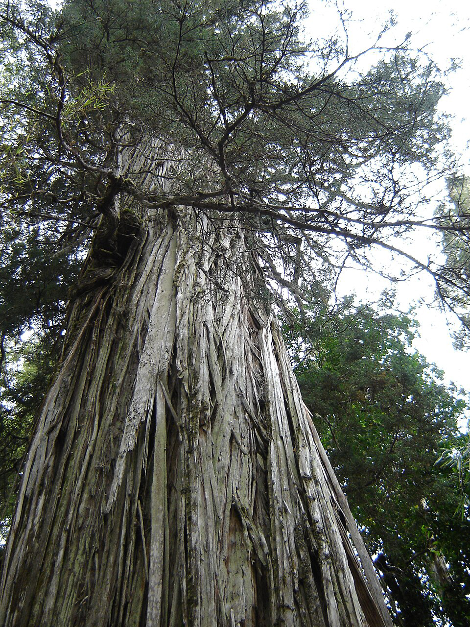 Фото: PatagoniaArgentina. Собственная работа, CC BY-SA 3.0, Wikipedia
