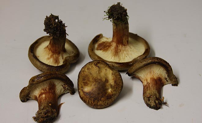 Фото: Steve Rogers (srogers). This image is Image Number 112885 at Mushroom Observer, a source for mycological images., CC BY-SA 3.0, Wikipedia
