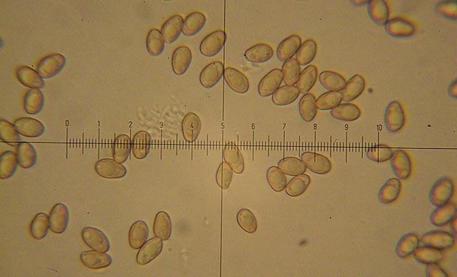 Фото: Richard Sullivan (enchplant). This image is Image Number 119527 at Mushroom Observer, a source for mycological images., CC BY-SA 3.0, Wikipedia