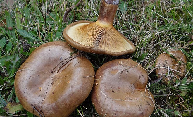 Фото: Jerzy Opioła. Собственная работа, CC BY-SA 3.0, Wikipedia