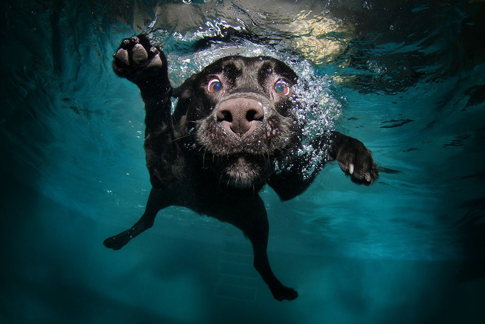 Сет Кастил: Underwater Dogs