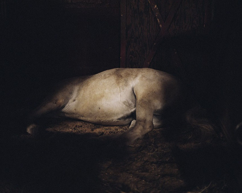 Шарлотт Думас: лошади, которые работают на кладбище