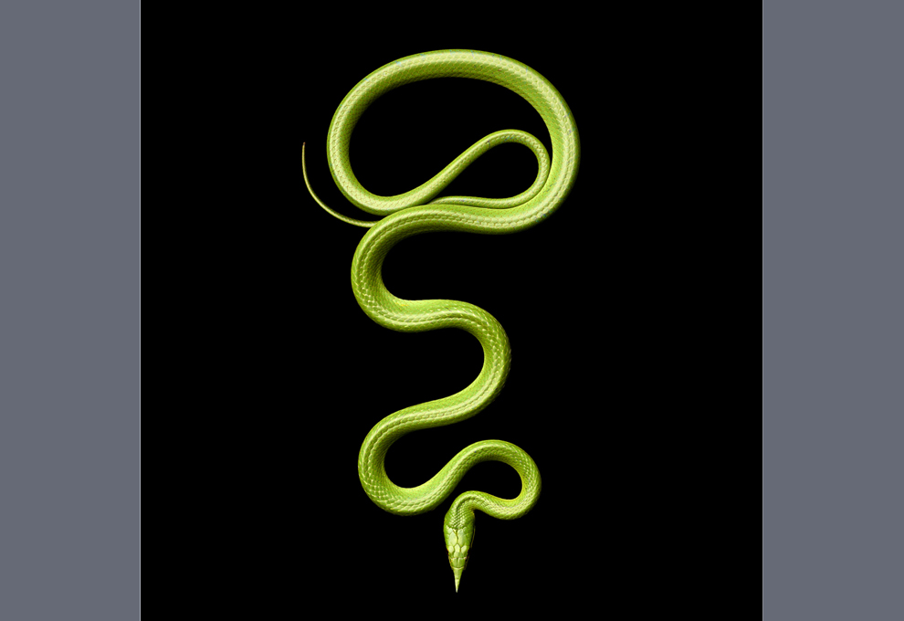 Марк Лайта: Красивые и опасные