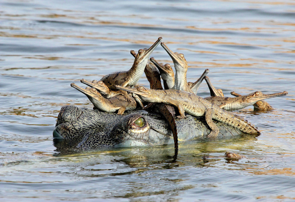 Лучшие фото дикой природы 2013