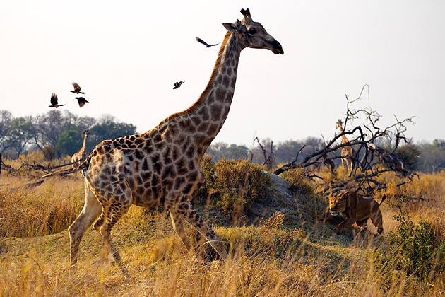   (Alex Tan), National Geographic's Photo Contest 2010