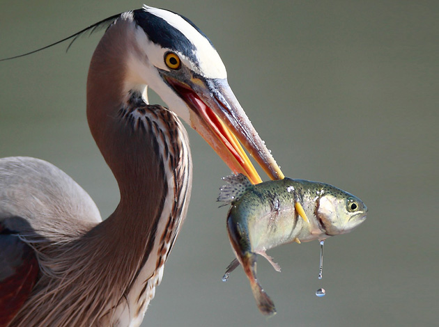   (Linh Dinh), National Geographic's Photo Contest 2010