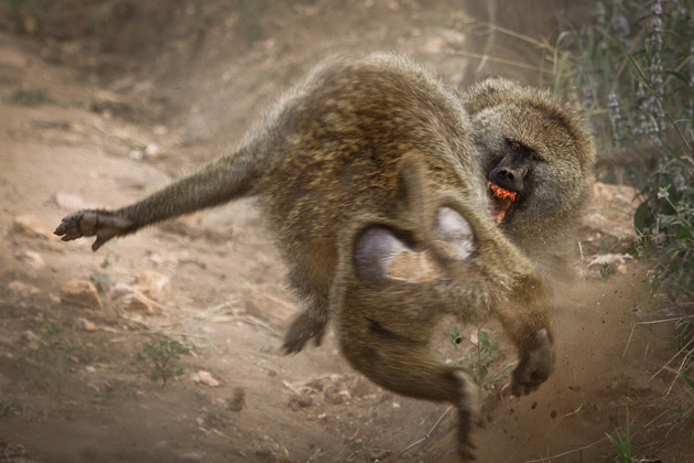   (Sharon Raoli), National Geographic's Photo Contest 2010