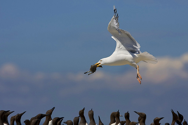   (Ron McCombe), National Geographic's Photo Contest 2010