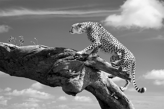 Cheetah on a log by Cedric