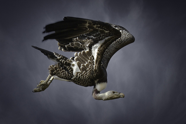 Sperbergeier I by Tanja_Zech