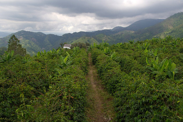 �����������, ������, ������, �����