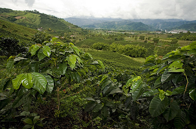 �����������, ������, ������, �����