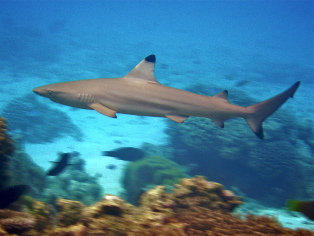 ��������, �� ���, ������, �����, �����, �������