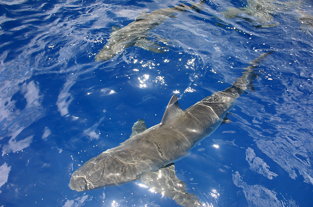 ������, �� ���, ������, �����, �����, �������