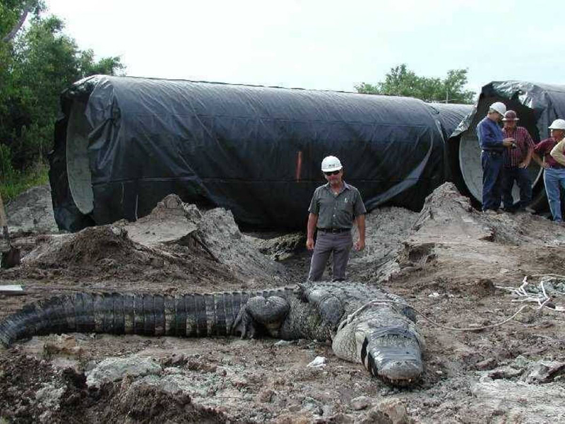 Самые неожиданные и странные находки из канализации. ФОТО